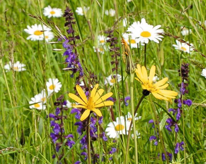Blumenwiese_well_CMYK_10-10 Zu NatuRigi