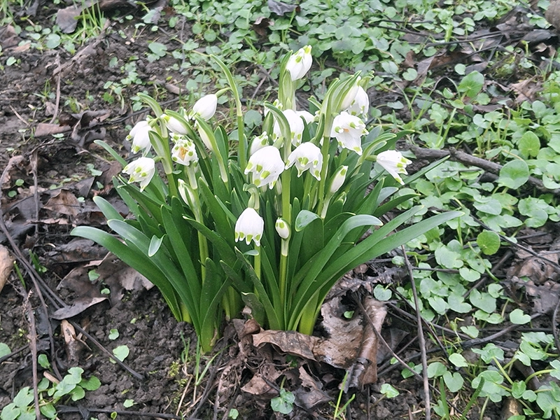 HALLO SCHNEEGLÖCKCHEN! (H1)