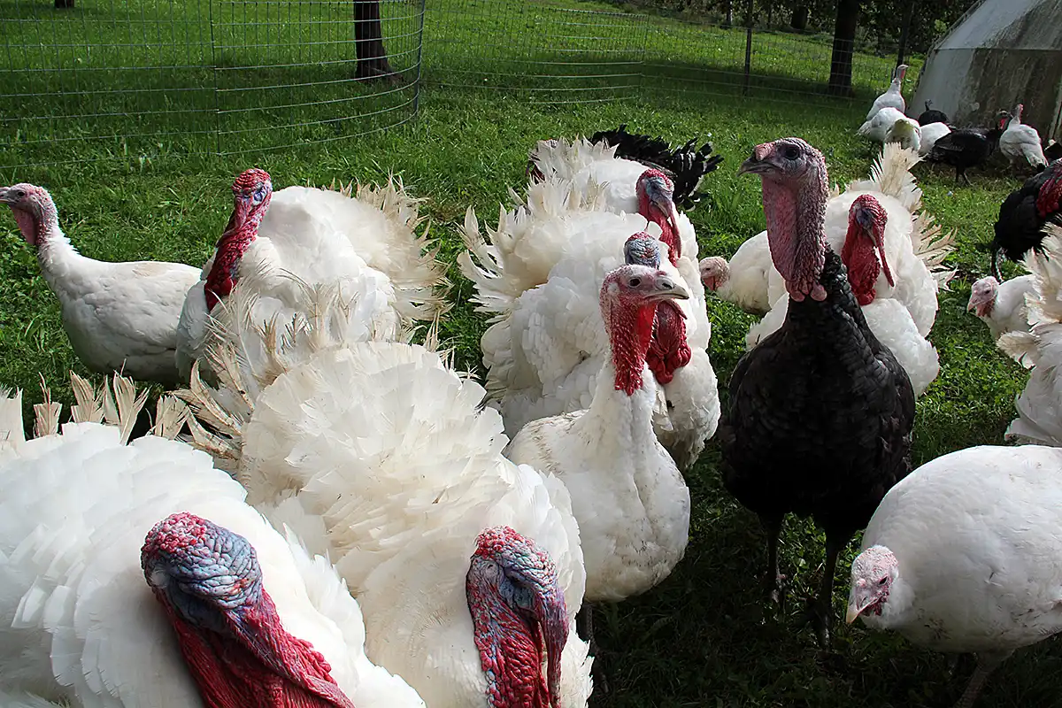 Titel: Grosse Truten auf Weide Alternativer Titel: Gruppe von großen Truthähnen auf einer Weide, darunter weiße und schwarze Exemplare mit auffälligen roten Köpfen.