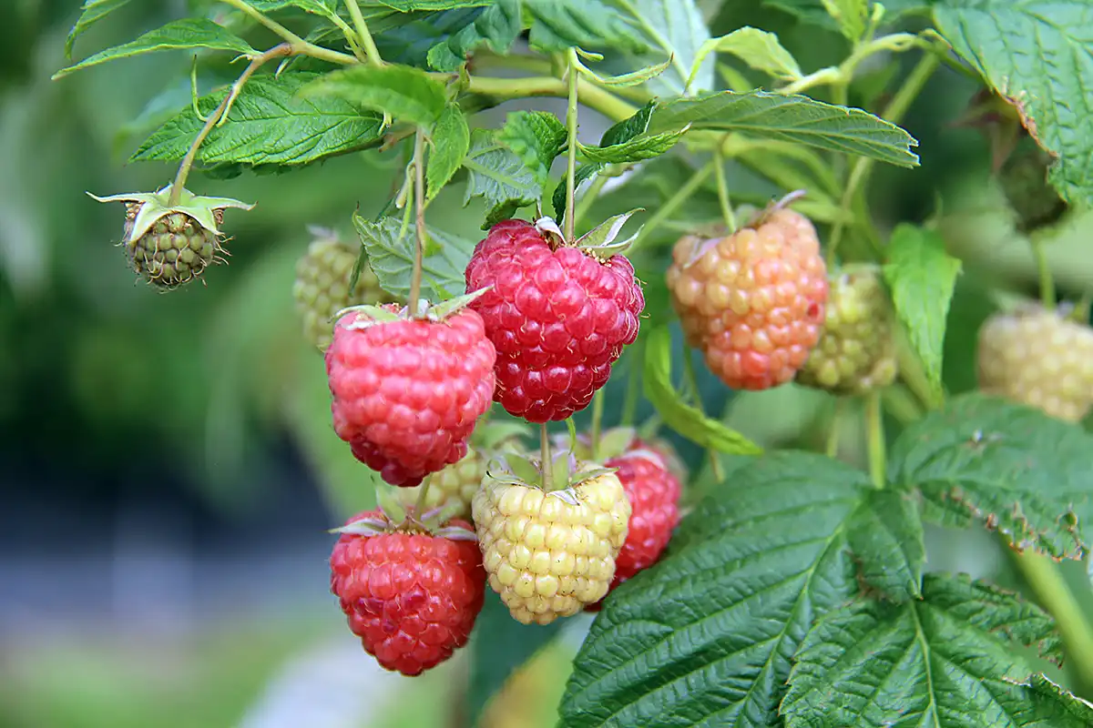 Himbeeren-verschiedene-Reifestadien-Buehlhof-Greppen23