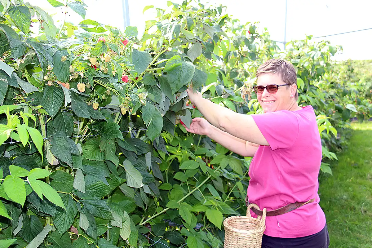 Luzia-nimmt-Himbeeren-ab-Buehlhof-Greppen-vor-Busch27 Alternativtext