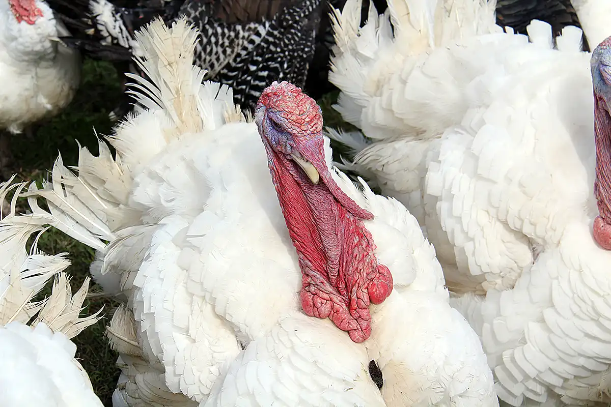 Stolzer-Truthahn-Buehlhof-Greppen33