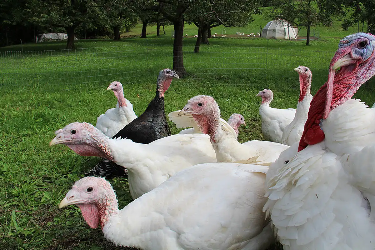 Truten-auf-weide-schweiz-buehlhof