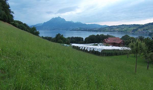 Das Foto zeigt eine Beeren-Plantage, im Hintergrund See und Pilatus