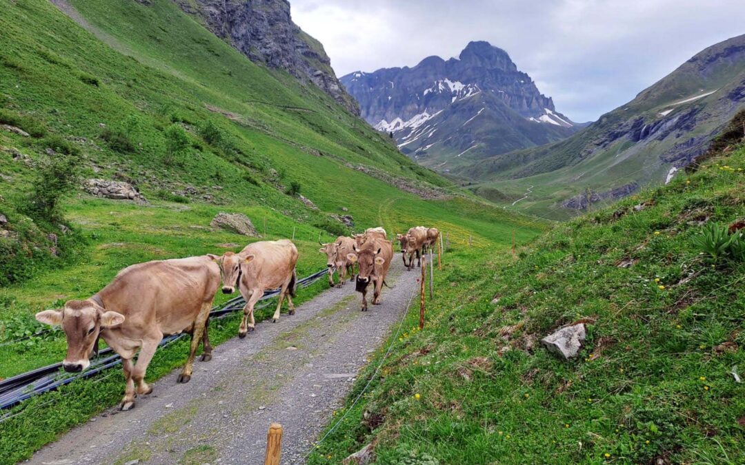 KÜHE AUF DER ALP